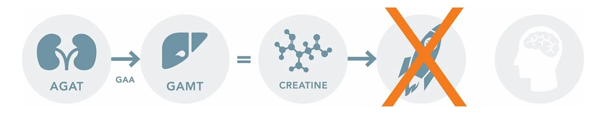 Schema: nel deficit del trasportatore la creatina non riesce a entrare nel cervello