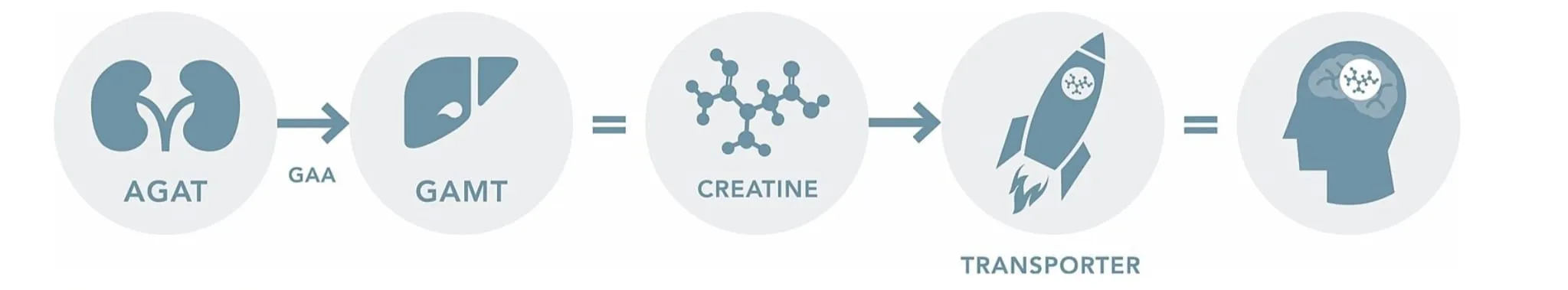 Schema: AGAT e GAMT producono la creatina, che il trasportatore porta al cervello